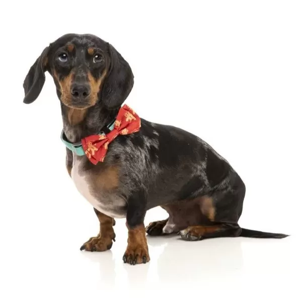 Xmas Bowtie Naughty Ginger | Fuzzyard Best