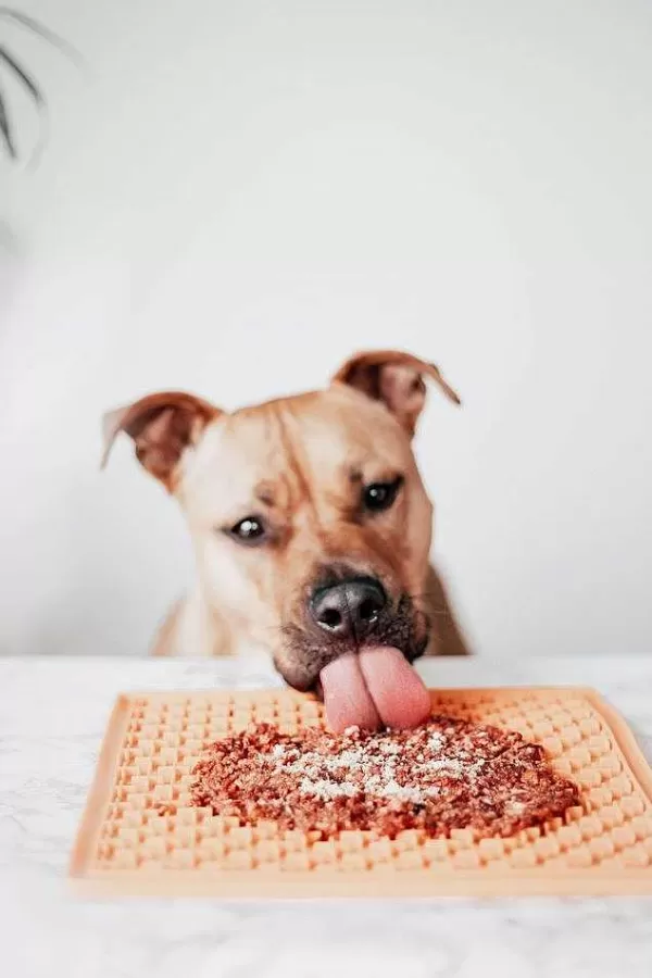 Sprinkles Groenlipmossel | Mr. Bones Flash Sale